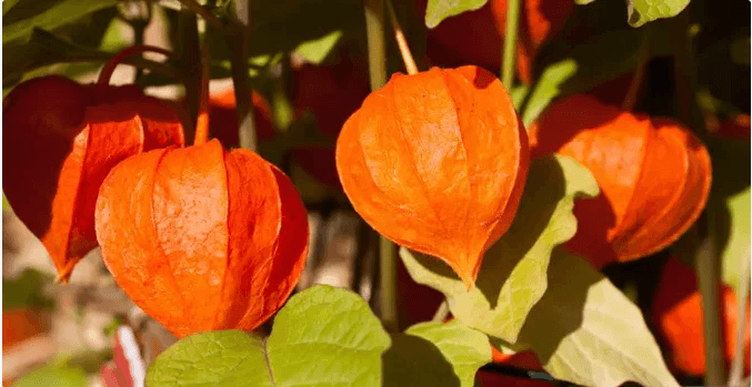 Ashwagandha Nedir? Faydaları Neler?