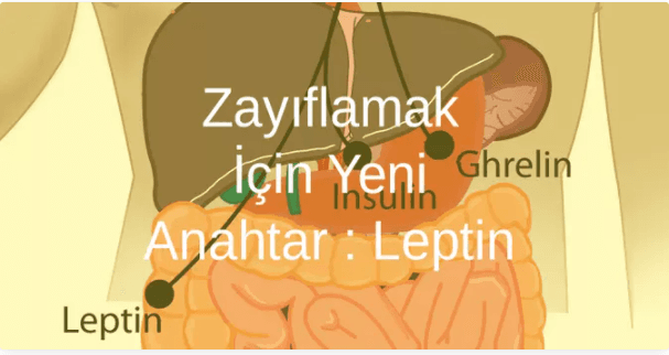 Zayıflamak İçin Yeni Anahtar : Leptin