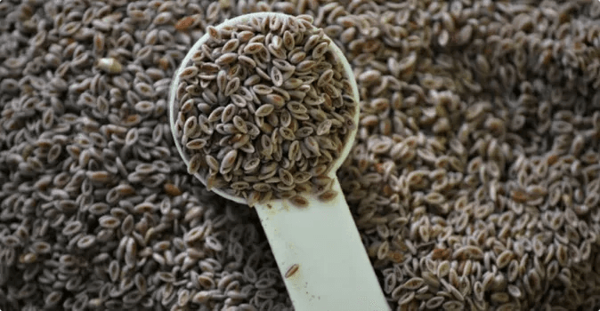 Psyllium Nedir? İşte Psyllium’un Faydaları ve Kullanımı