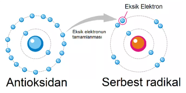 'Antioksidan maddelerin serbest radikal moleküllerini kendi bünyesinde bulunan elektronu vererek etkisizleştirir.'