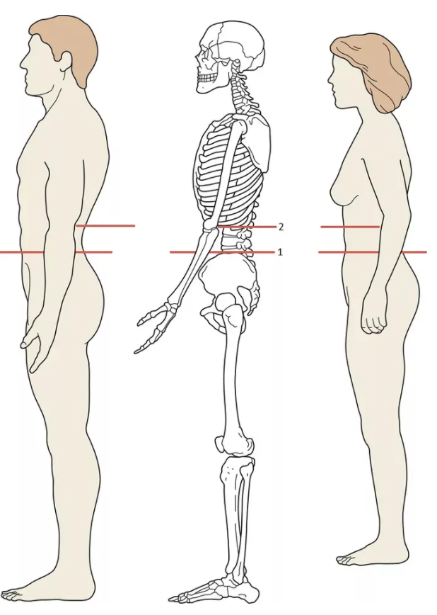 'Yukarıda bel kalınlığı için ölçüm noktalarının anatomik pozisyonlarını görüyorsunuz.'