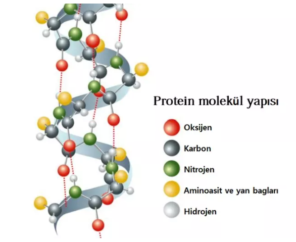 'İşte bir proteinin moleküler yapısı. Oldukça karmaşık değil mi?'