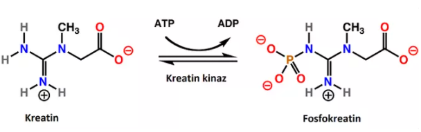 'Kreatin molekülünün enerji depolamak için dönüştüğü fosfokreatin molekülünün yapısını yukarıda görüyorsunuz.'