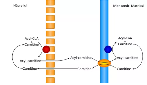 'Gördüğünüz üzere L-carnitin hücre içinden mitokondri matriksine (enerji üretim birimi) yağ asitlerini bu şekilde taşıyor.'
