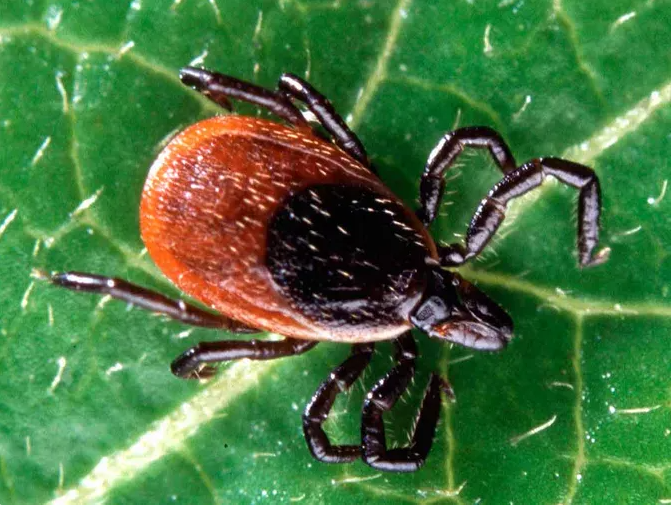 'İşte Lyme hastalığını geçirdiği düşünülen geyik kenesi (Ixodes Scapularis)'